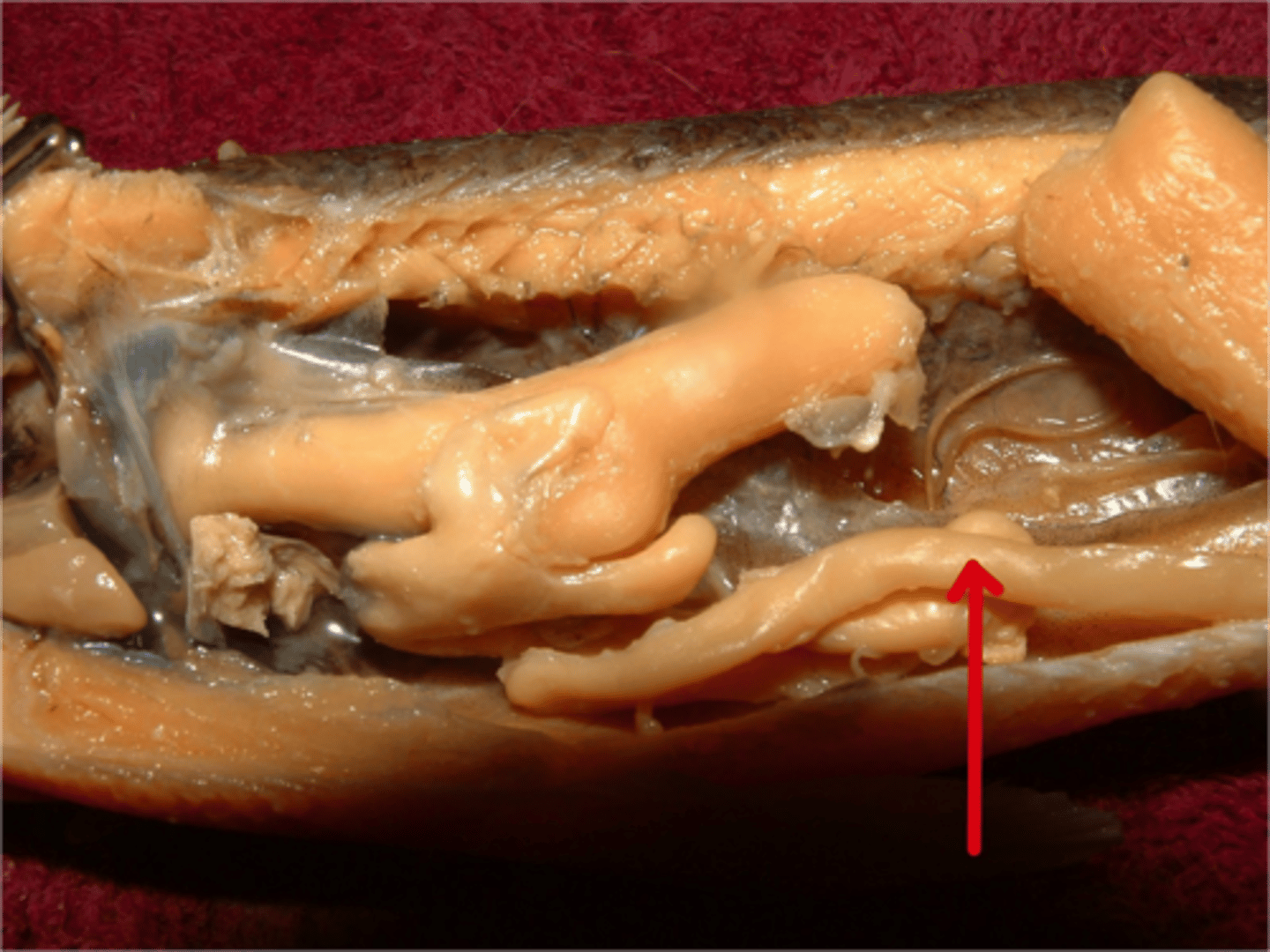 <p>The part of the digestive tube below or behind the stomach, extending to the anus where most of chemical digestion and absorption of nutrients takes place.</p>