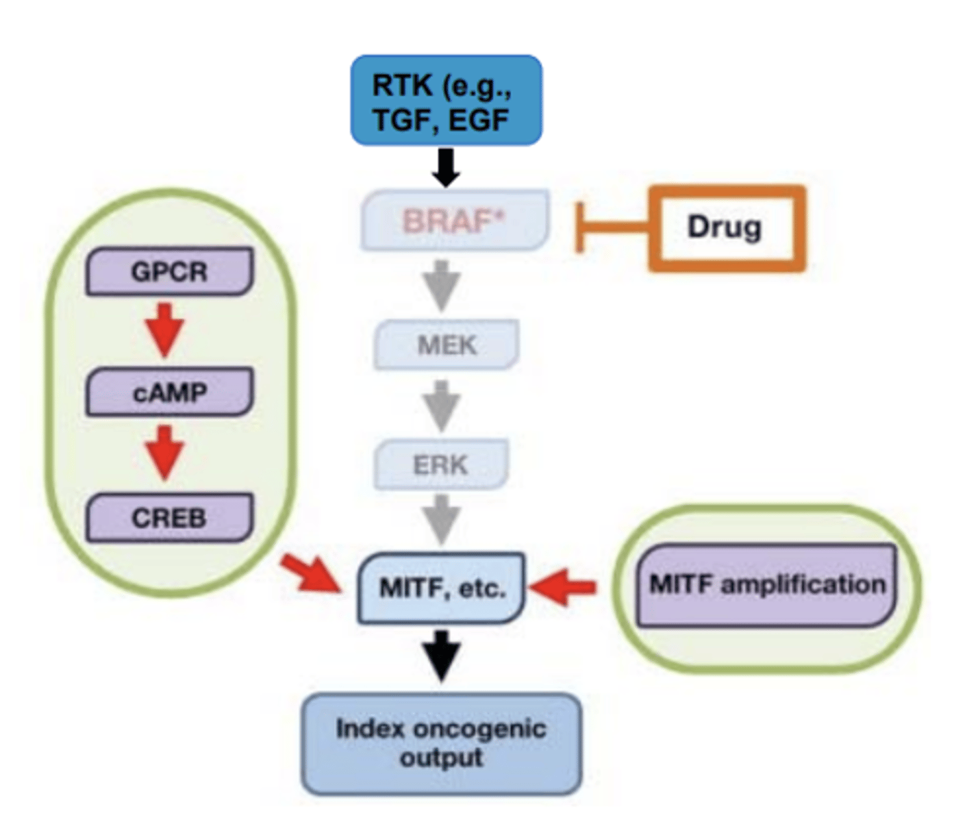 <p>- drug blocks BRAF, but it can still go through other mechanisms</p><p>In BRAF-mutated melanoma, a GPCR-cAMP-CREB signaling axis can substitute for MAPK signaling to sustain an MITF-driven program</p><p>- MITF amplification can render MITF independent of MAPK signaling</p>