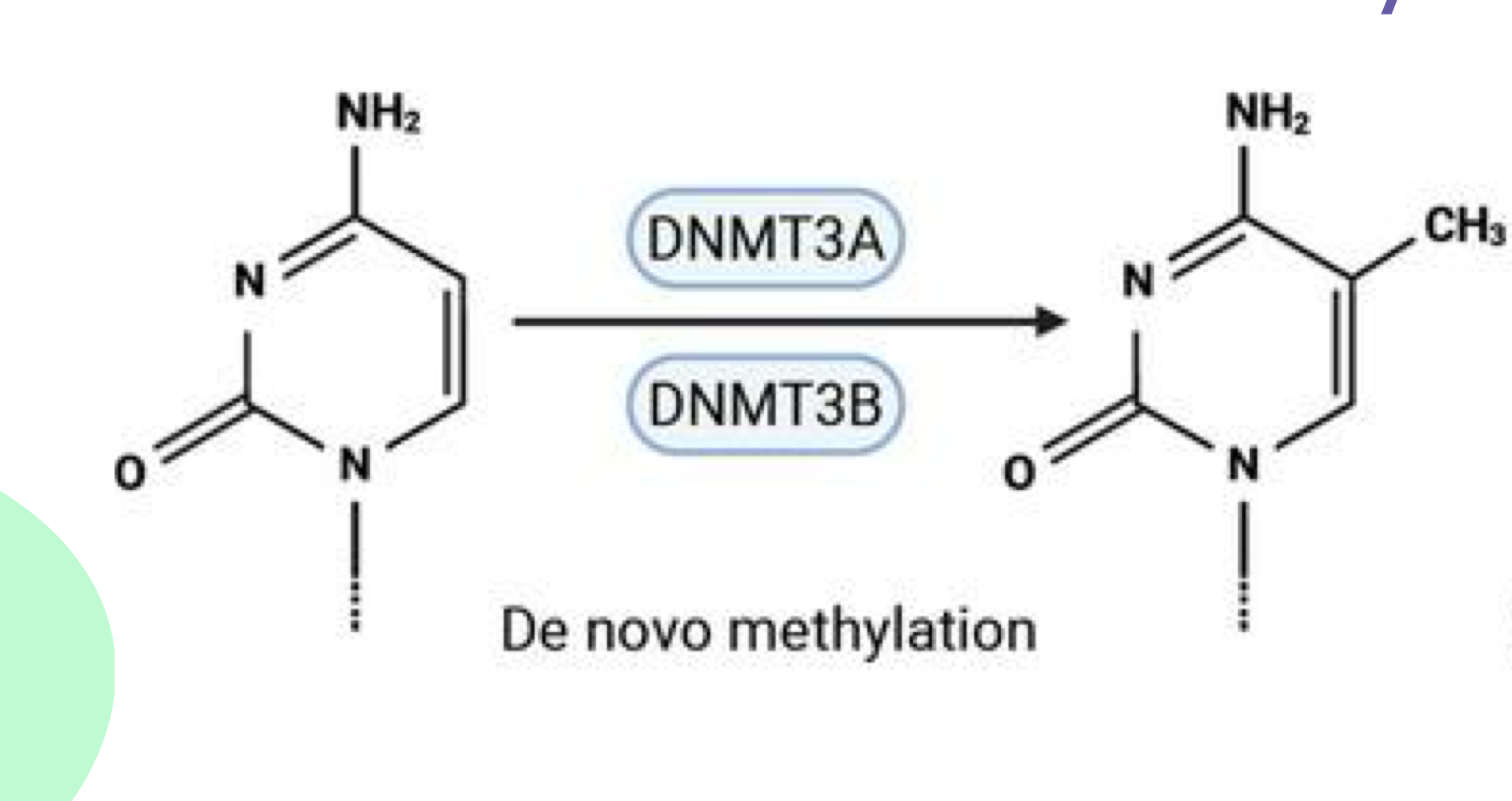 <p>DNMT3a/b perform de novo methylation during <strong>embryogenesis</strong> on <strong>unmethylated</strong> <strong>DNA (cytosine)</strong></p>