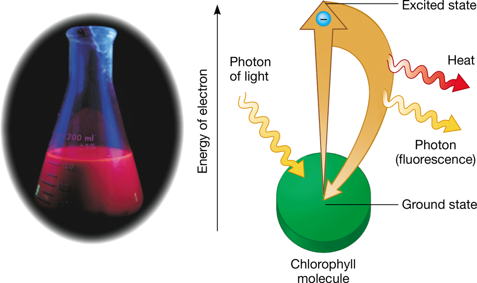 <ul><li><p>Fixed quantity of light energy</p></li><li><p>The shorter the wavelength of light, the greater the energy of a photon</p></li></ul>