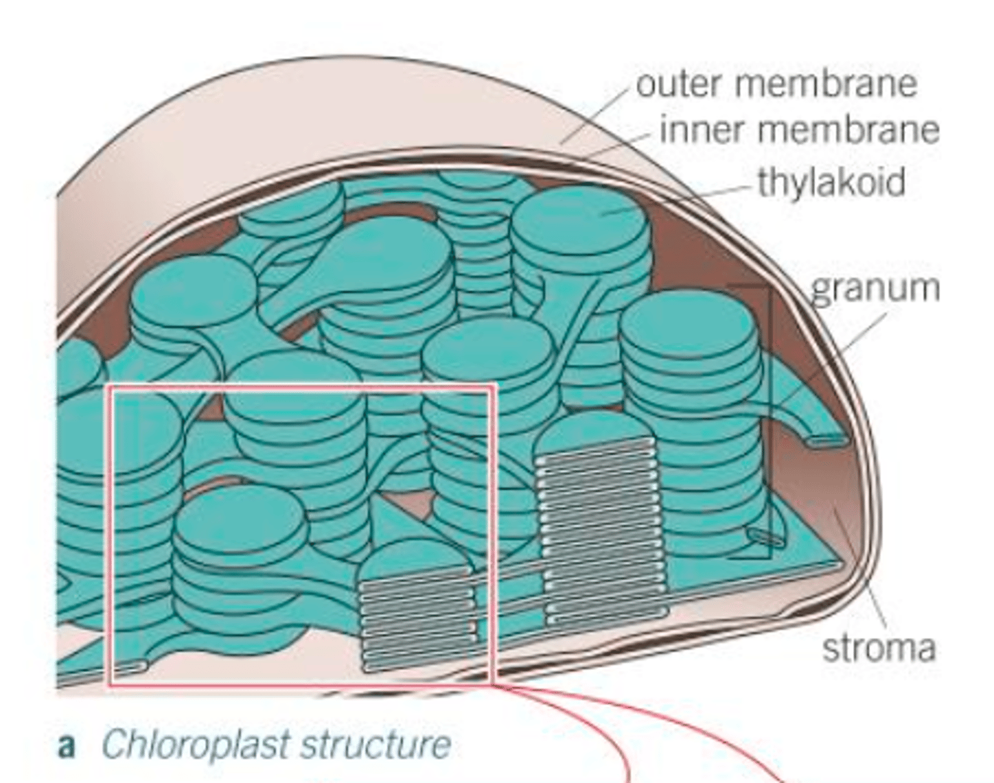 <p>- The granal membranes</p><p>- Fluid of stroma</p><p>- Contains both DNA and ribosomes</p>