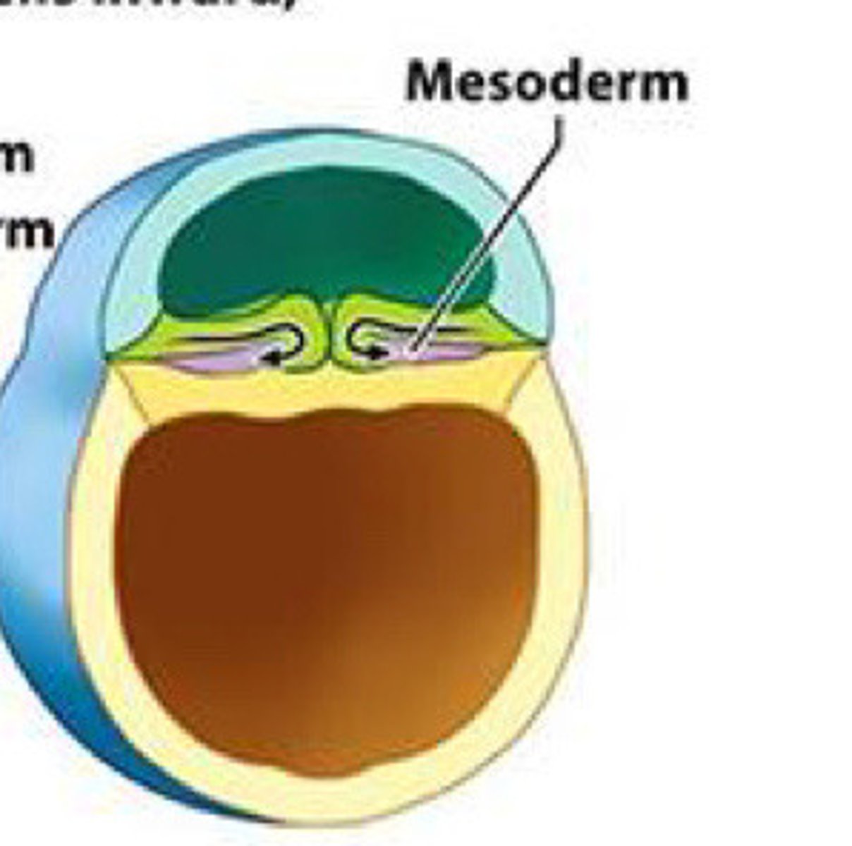 <p>The __ is formed as additional cells migrate inward between endo and ectoderm</p>