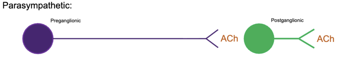 <p>farther away from spinal cord</p><p>long preganglionic neuron that secretes ACh &amp; short postganglionic neuron that secretes ACh</p><p>for the most part, these ganglia are adjacent to or within the walls of their effectors</p>