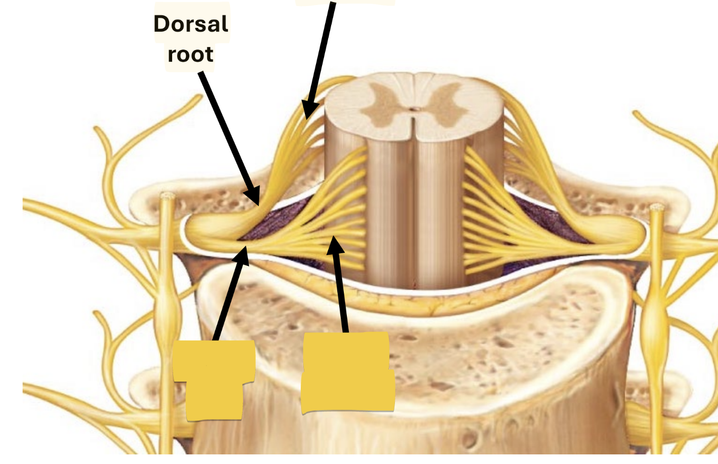 <p>enter/exit cord carrying&nbsp;motor impulses</p>