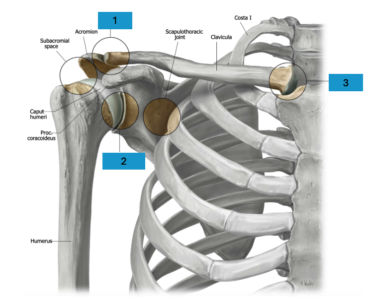<p>Gewrichten schoudergordel</p>