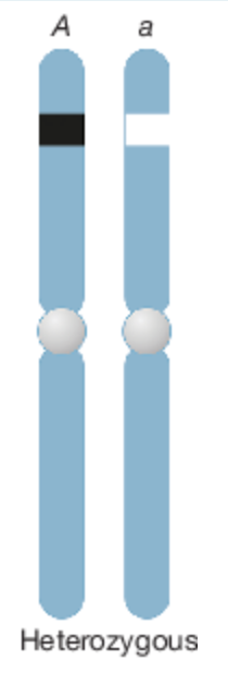 having two different alleles for a gene
