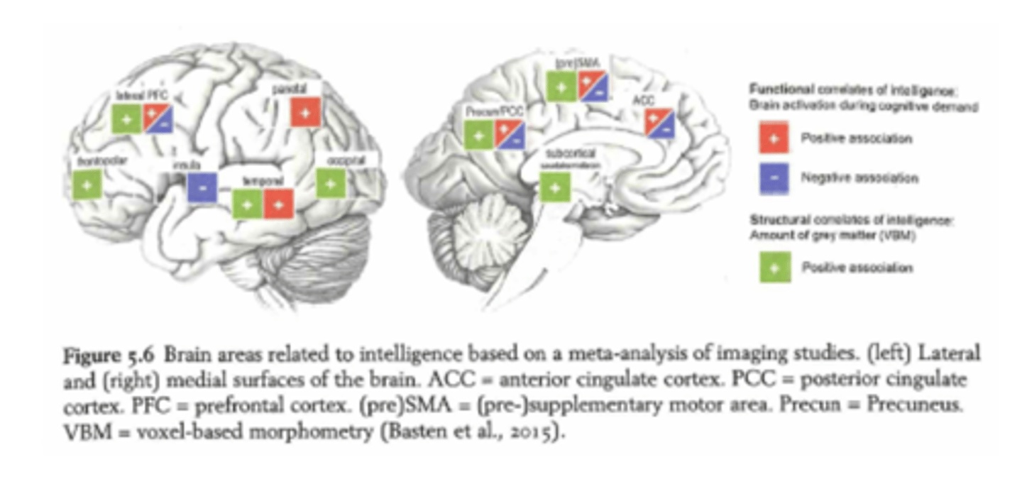 <p>keken naar:</p><p>- functionele correlaten van intelligentie (hersenen in actie)</p><p>- structurele correlaten van intelligentie (grijze stofdichtheid via VBM)</p><p>wat ze vonden: </p><p>- rood: positieve associatie met hersenactivatie</p><p>- blauw: negatieve associatie met hersenactivatie</p><p>-> sommige gebieden (zoals insula) tonen minder activatie bij hogere intelligentie, wat kan wijzen op efficiëntere verwerking</p><p>- groen: positieve structurele associatie: meer grijze stof in bepaalde gebieden hangt samen met hogere intelligentie</p><p>-> DUS: intelligentie hangt samen met een netwerk van hersengebieden + mensen activeren hersengebieden meer of juist efficiënter, afhankelijk van de taak.</p>
