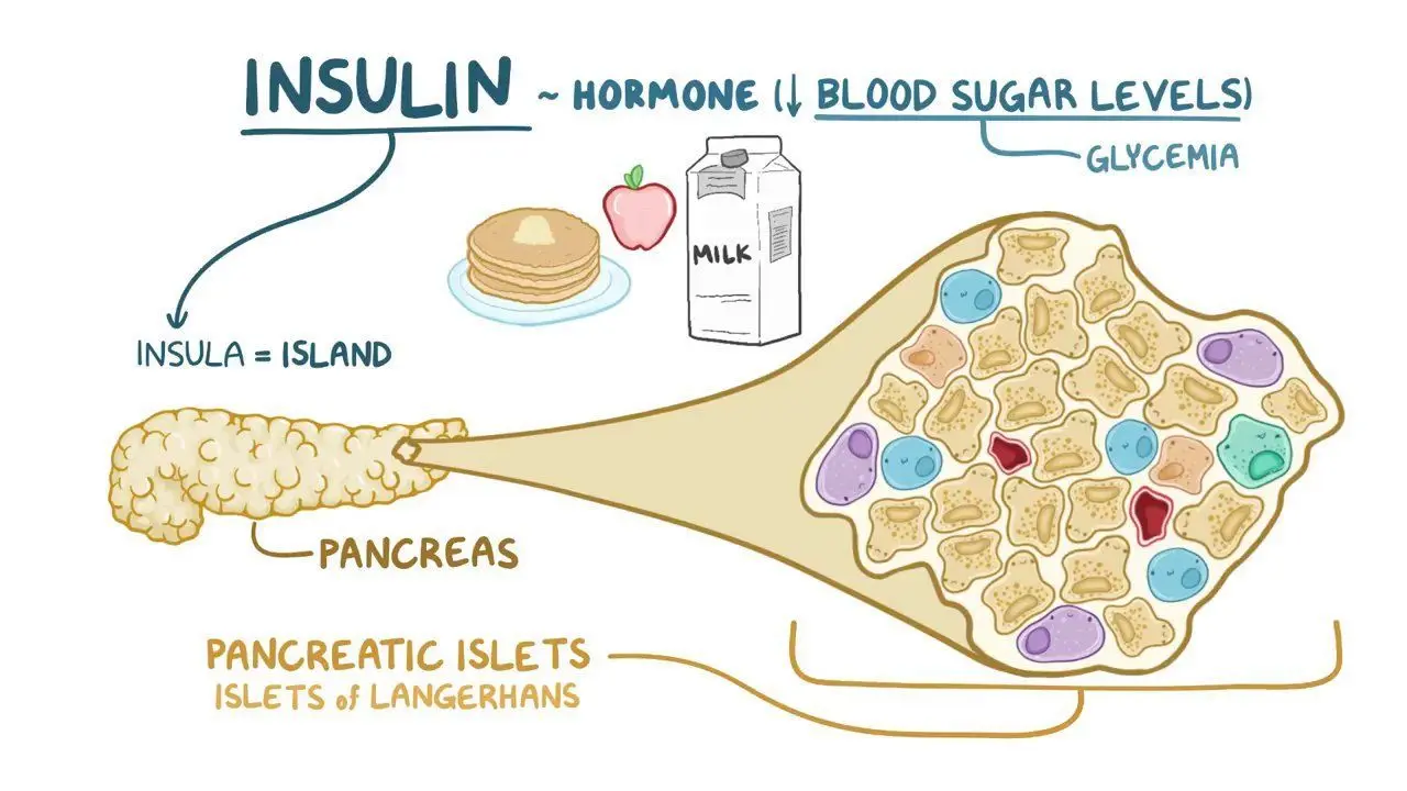 <p><span style="color: red"><strong>lower</strong></span> <span style="color: blue"><strong>blood sugar level </strong></span></p>