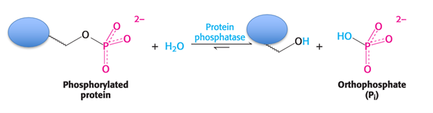 <p><span style="font-family: Aptos, sans-serif">Remove phosphates added by kinases</span></p><p><span style="font-family: Aptos, sans-serif">Hydrolysis reaction</span></p><p><span style="font-family: Aptos, sans-serif">Important because over phosphorylation can lead to diseases like cancer</span></p>