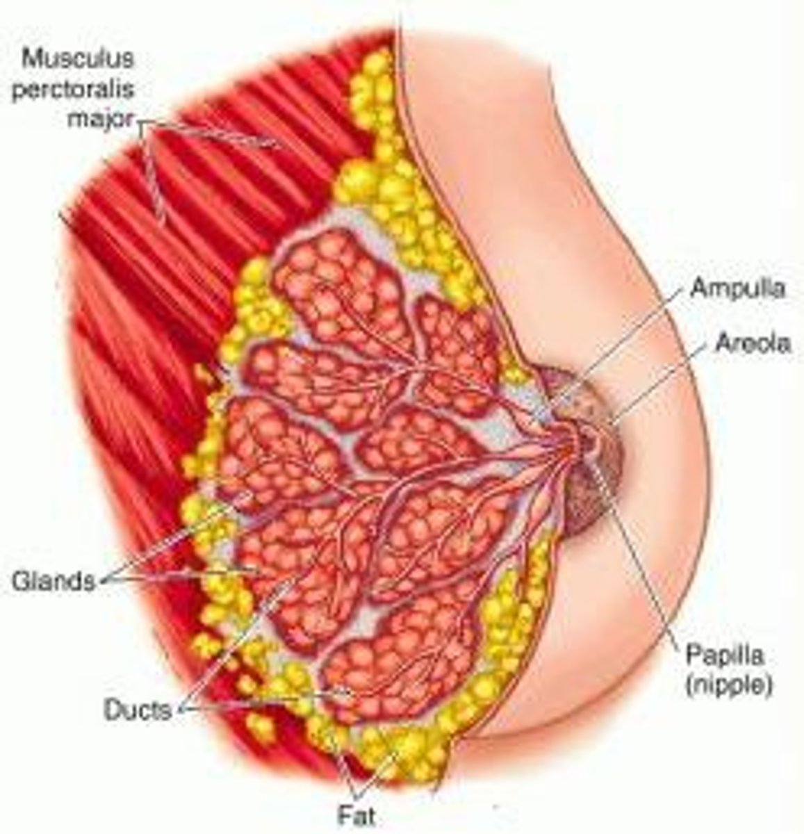<p>mammary glands</p>