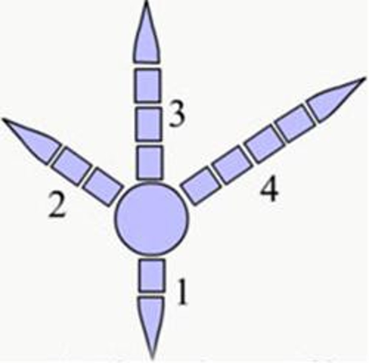 <p>one toe faces the rear, other three face forward (pigeons)</p>