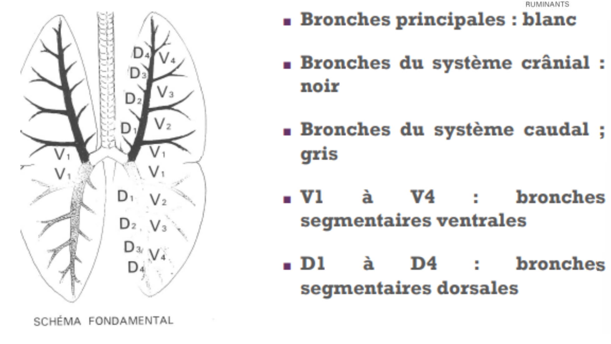<p>Les bronches :</p><p>• Bronche : ramification de même nature que la trachée, avec de – en – de cartilage et de + en + de muscles (pour expulser par contraction les mucosités). Le diamètre <span data-name="arrow_lower_right" data-type="emoji">↘</span>.</p><p>• Artiodactyle : bronche trachéale part de la trachée avant bifurcation (→ porcs et ruminants)</p>