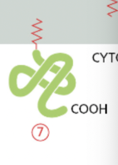 <ul><li><p><span>attached to the lipid bilayer through covalent attachment to lipid molecules</span></p></li></ul>