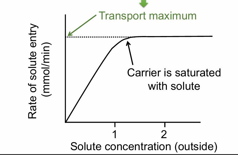 <p>There is a limit on the rate of solute entry</p>