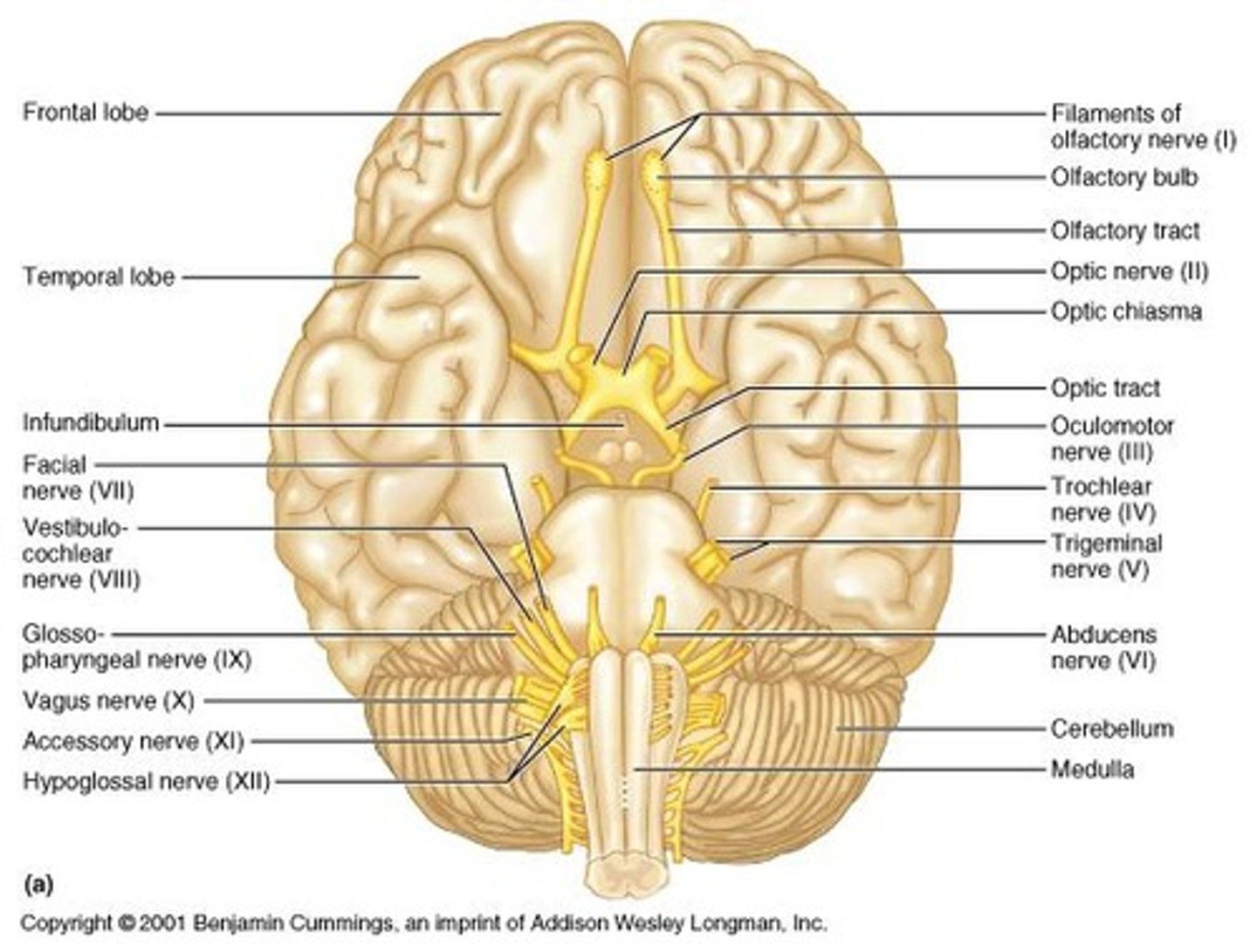 <p>12 pairs of nerves that primarily originate in the brainstem, except Olfactory and Optic.</p>
