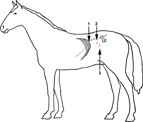 <p>Distend abdomen with gas, insert camera through umbilical region. Locate testicle(s) around the vaginal ring and remove.</p>