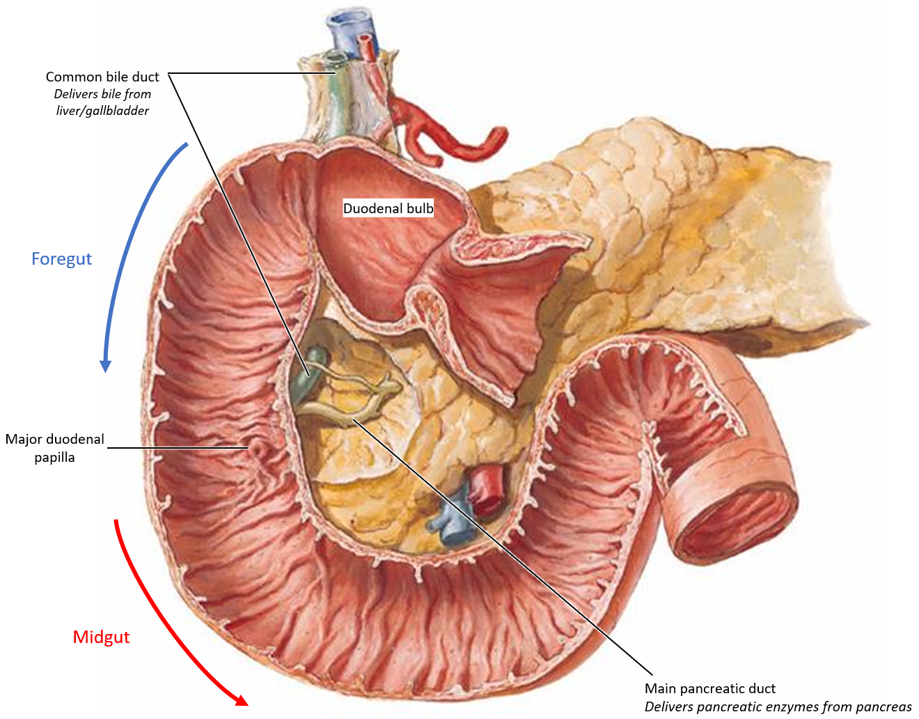 <p>An opening in the 2nd part of the duodenum where <strong>bile and pancreatic enzymes enter the small intestine for digestion</strong>.</p>