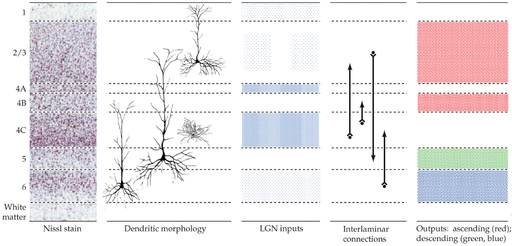 <ul><li><p>neurons in the primary visual cortex</p></li><li><p>use glutamate as a neurotransmitter</p></li><li><p>consist of pyramidal neurons and stellate neurons</p></li></ul><p></p>