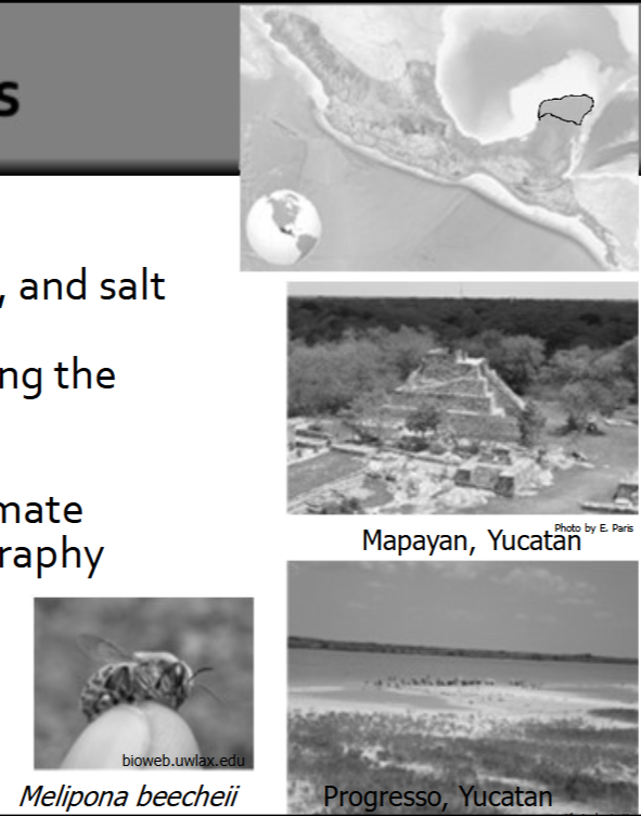 <ul><li><p><span style="background-color: transparent;">Hot, semi arid, tropical dry forest&nbsp;</span></p></li><li><p><span style="background-color: transparent;">Mangrove swamps, coastal beaches, and salt flats along the coast&nbsp;</span></p></li><li><p><span style="background-color: transparent;">Hoem to maya political capitals during the postclassic period&nbsp;</span></p><ul><li><p><span style="background-color: transparent;">Coastal trade routes&nbsp;</span></p></li></ul></li><li><p><span style="background-color: transparent;">Distinct rainy-season dry-season climate&nbsp;</span></p></li><li><p><span style="background-color: transparent;">Cenotes (sinkholes) and karst topography&nbsp;</span></p></li><li><p><span style="background-color: transparent;">Tropical dry forest fauna&nbsp;</span></p></li><li><p><span style="background-color: transparent;">Thin soils&nbsp;</span></p></li><li><p><span style="background-color: transparent;">Deer, dogs, iguanas, stingless bees&nbsp;</span></p></li></ul><p></p>