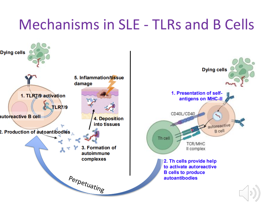 <ul><li><p>TLR receptors that usually detect bacterial/viruses become activated when they encounter<strong> self-nucleic acids when they encounter dying cells </strong></p></li><li><p>autoreactive B cells produce large amounts of&nbsp; autoantibodies&nbsp;</p></li><li><p>autoimmune complexes depositing in the skin&nbsp;</p></li><li><p>autoreactive B cells also act as APC - capture self antigens MHC II - activate <strong>autoreactive </strong>T cells&nbsp;</p></li></ul><p></p>