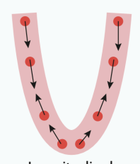 <p>the base moves toward the apex</p>