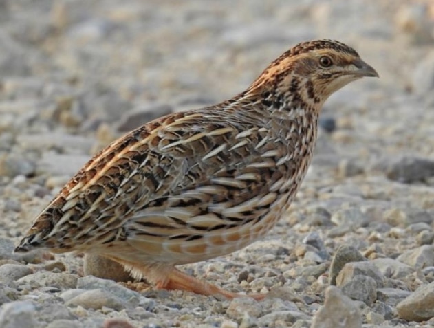 <p>What is the scientific name for quail?</p>