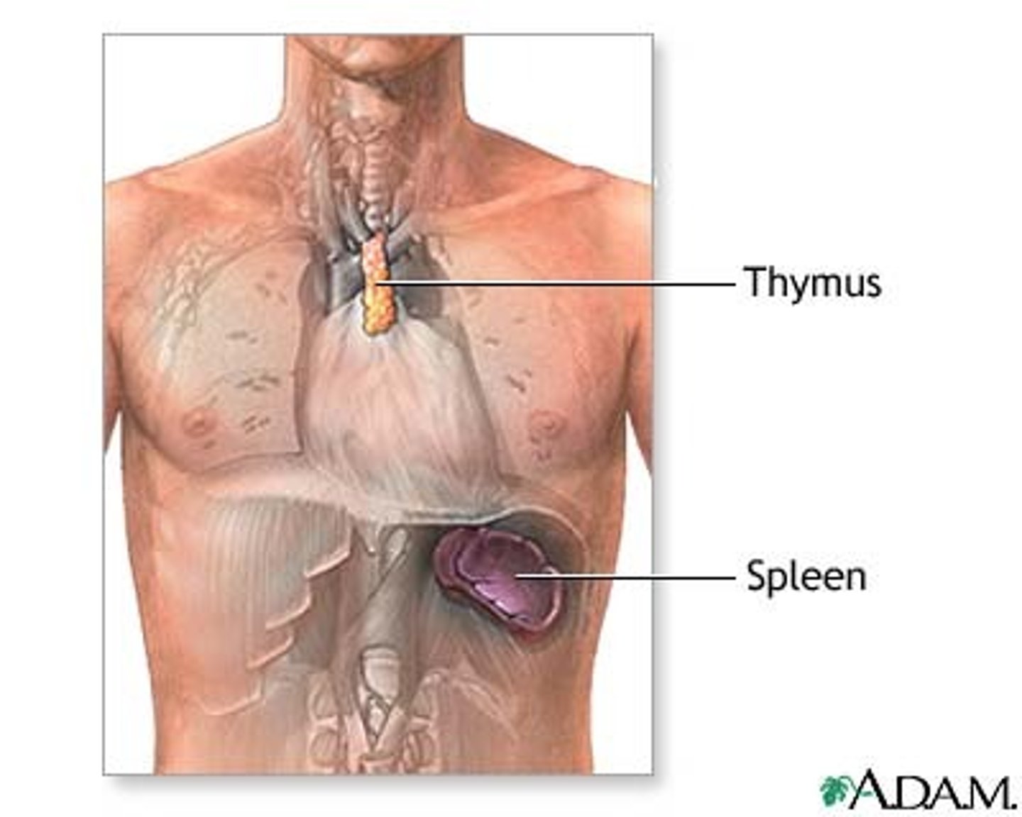 <p>site of T cell maturation</p>