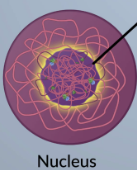 <p>region within the nucleus where ribosomal RNA (rRNA) is synthesized and ribosomes are made</p>
