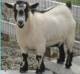 <p>What breed is this?</p>