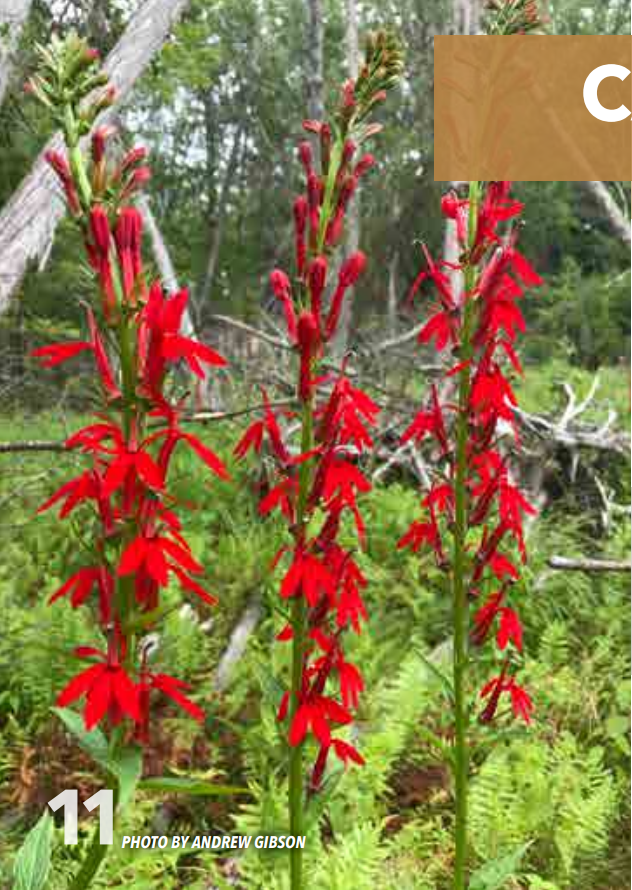 <p>Bellwort; Campanulaceae</p>