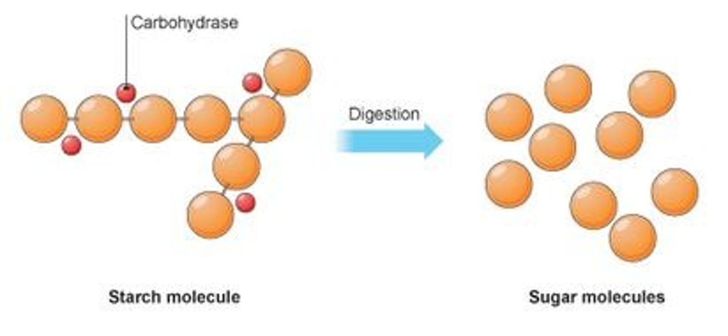 <p>A carbohydrase enzyme that breaks starch down into sugars</p>