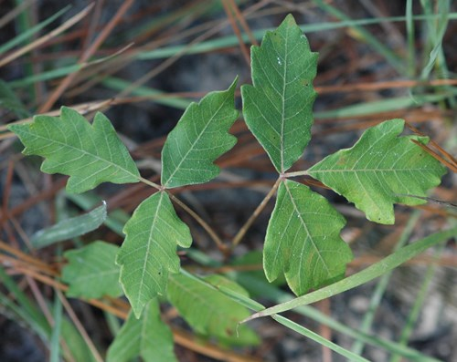 <p>Identify this species</p>