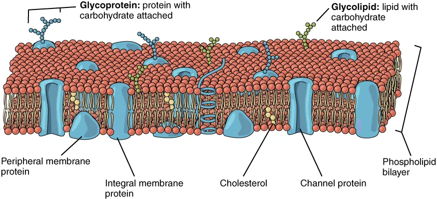 <ul><li><p><span>The lipid bilayer forms the basis of the cell membrane, but it is peppered throughout with various proteins.</span></p></li><li><p><span>Two different types of proteins that are commonly associated with the cell membrane are the integral proteins and peripheral protein</span></p></li></ul><p></p>
