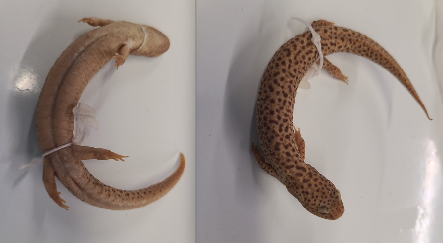 <p>Order and Family of Pseudotriton ruber</p>