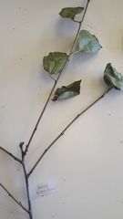 Prunus cerasus
