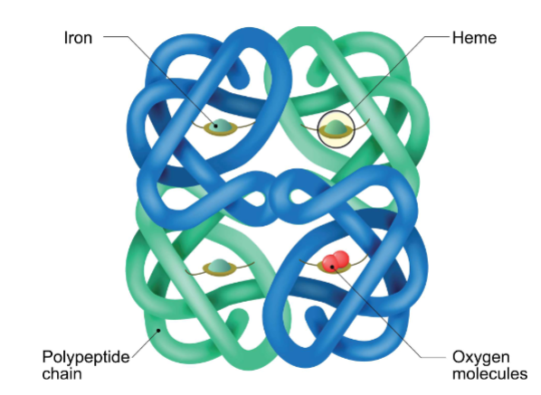 <ul><li><p>Each protein capable of binding to 4 o2</p></li><li><p><span style="color: rgb(0, 0, 0);">I. Found only in <strong>erythrocytes</strong> (red blood cells, or RBCs; makes up ~33% of their cytoplasm) &amp; their precursors in the bone marrow</span></p></li><li><p><span style="color: rgb(0, 0, 0);">II. Heterotetramer composed of 4 polypeptide chains,</span><span style="color: rgb(0, 0, 0);"><br></span><span style="color: rgb(0, 0, 0);">each with its own heme group (held together by hydrogen bonds &amp;</span><span style="color: rgb(0, 0, 0);"><br></span><span style="color: rgb(0, 0, 0);">salt bridges, but no disulfide bonds)</span></p><ul><li><p><span style="color: rgb(0, 0, 0);"><strong>A. Major adult Hb (HbA)</strong>: </span><span>α</span><span style="color: rgb(0, 0, 0);">2</span><span>β</span><span style="color: rgb(0, 0, 0);">2 (makes up ~ 97% of adult Hb)</span></p></li><li><p><span style="color: rgb(0, 0, 0);">B. <strong>Minor adult Hb (HbA2)</strong>: </span>α<span style="color: rgb(0, 0, 0);">2</span><span>β</span><span style="color: rgb(0, 0, 0);">2 (makes up ~ 2 – 3% of adult Hb)</span></p></li><li><p><span style="color: rgb(0, 0, 0);">C. <strong>Fetal Hb (HbF)</strong>: </span>α<span style="color: rgb(0, 0, 0);">2</span><strong>γ</strong><span style="color: rgb(0, 0, 0);">2 (major Hb present during 2nd &amp; 3rd trimesters of pregnancy; makes up &lt; 2% of Hb in adults)</span></p></li><li><p><span style="color: rgb(0, 0, 0);">Each Heme group can bind to 4 O2</span><span style="color: rgb(0, 0, 0);"><br></span></p></li></ul></li></ul><p></p>
