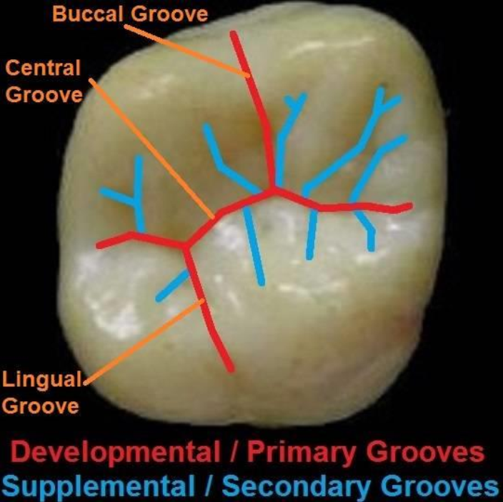 <p>Developmental Grooves → junction formed from the union of the develop mental lobes </p>