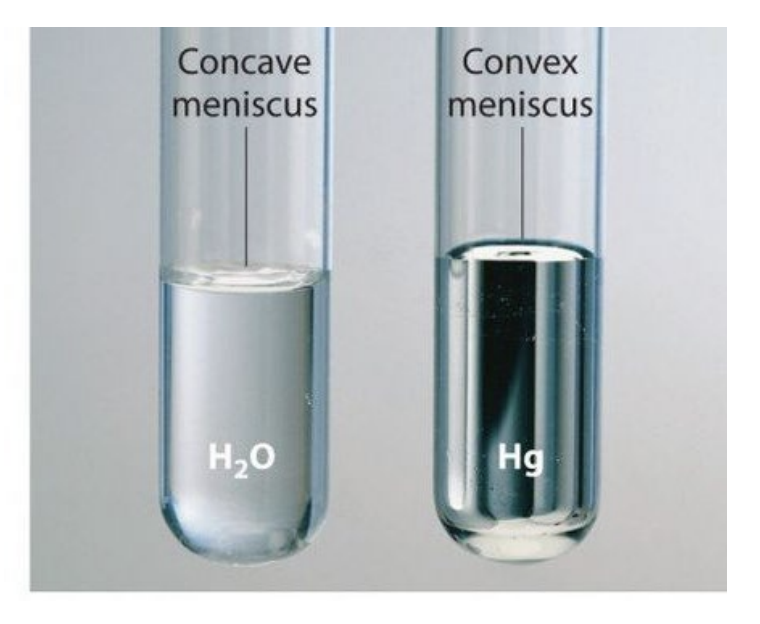 <p>The curved surface of a liquid in a container, whose shape depends on the relative strengths of adhesive and cohesive forces</p><p></p>