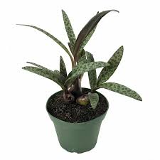 <p>Leopard Bulb</p><p><em>(Ledebouria socialis)</em></p>