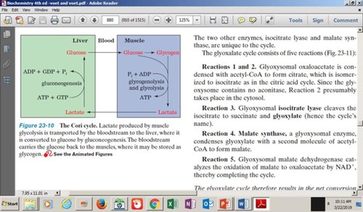 <p>A metabolic pathway that recycles lactate produced by muscles into glucose in the liver during hypoxia.</p>
