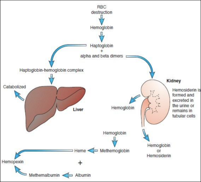<ul><li><p>“Fragmentation Hemolysis”, “Mechanical Hemolysis”</p></li><li><p><mark data-color="red" style="background-color: red; color: inherit;">10% of Eryptosis</mark></p></li><li><p>Hemoglobin is broken down and released as free Hgb into the plasma</p></li><li><p><span style="color: red;">Haptoglobin</span>: transports α- and β-dimers of Hgb into the liver (by hepatocytes)</p></li><li><p><span style="color: red;">Hemopexin</span>: transports heme to liver (by LRP/CD91)</p></li></ul><p></p>