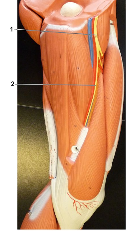 <p>What nerve is labeled by #1?</p>