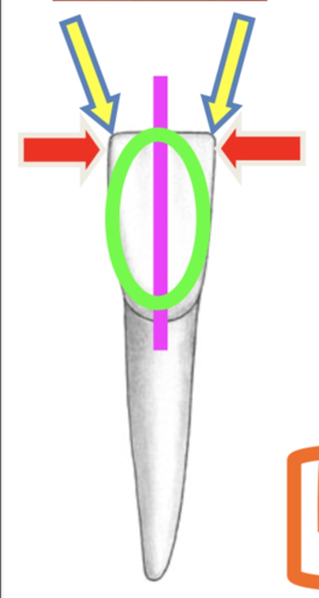 <p>incisal 1/3 (red arrows in picture)</p>
