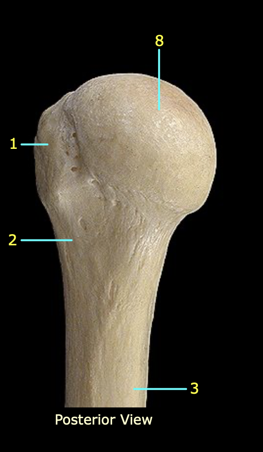 <p>Identify structure 3</p>