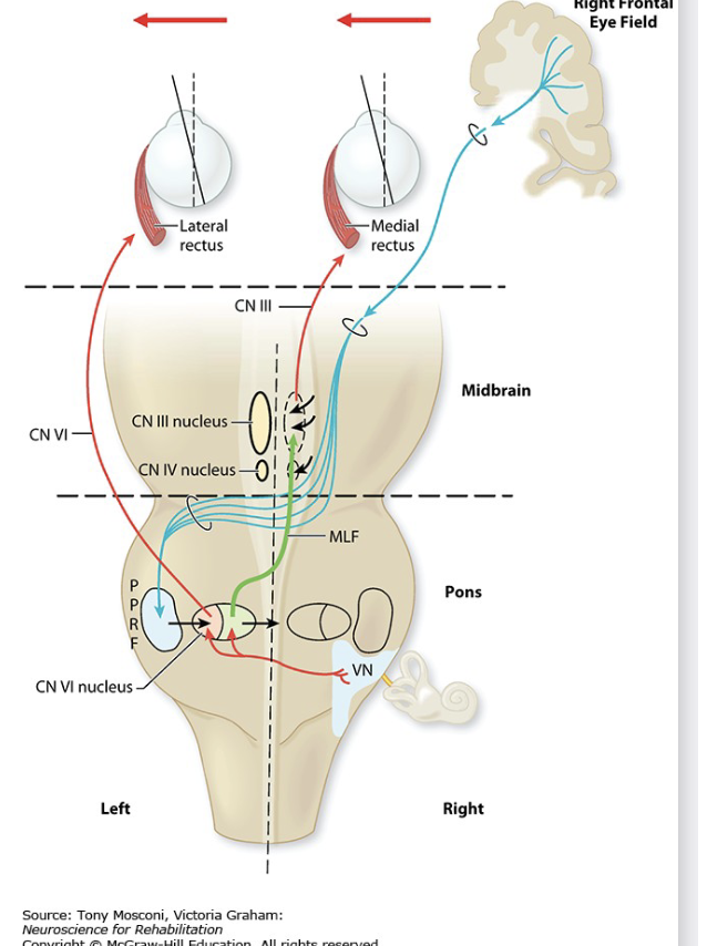 <ul><li><p><span>The signal originates in the frontal eye fields of the Right frontal lobe</span></p></li><li><p><span>To the Right Superior Colliculus</span></p><ul><li><p><span>After leaving the SC the signal decussates to the contralateral side of the Pons</span></p></li></ul></li><li><p><span>To the Left Pontine Reticular Formation</span></p></li><li><p><span>To the Left Abducens Nucleus</span></p><ul><li><p><span>To the Lateral Rectus muscle</span></p></li><li><p><span>To the Oculomotor Nucleus for the Medial Rectus</span></p></li></ul></li></ul><p></p>