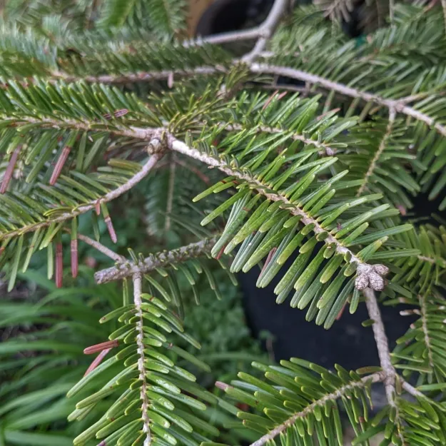 <p>Reduces the surface area of the leaf, therefore less evaporation of water vapour</p>