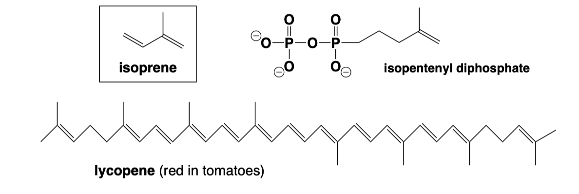 <p>Based on a 5 carbon, branched chain building block named isoprene. Isopentenyl diphosphate is the building block molecule for all isoprenoid compounds in nearly all eukaryotes</p>