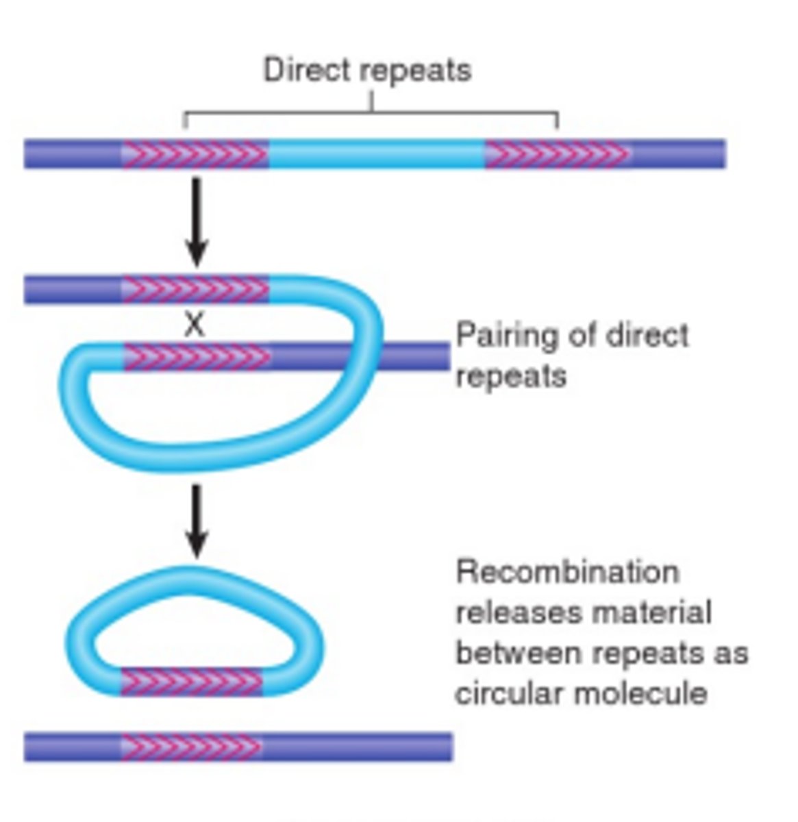 <p>Transposon elements like IRs have to line up in the same direction in order to be homologously recombined, either for replicon fusion (Hfr) or for deletions (F').</p>