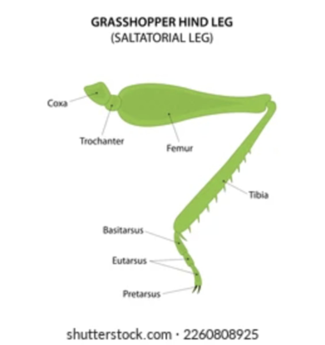 <p>Adapted for jumping; characterized by enlarged femurs (e.g., grasshoppers).</p>