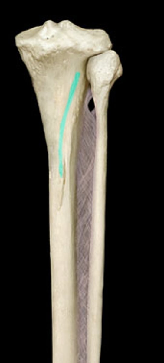 <p>A raised line on the proximal, posterior aspect of the tibial body.</p>